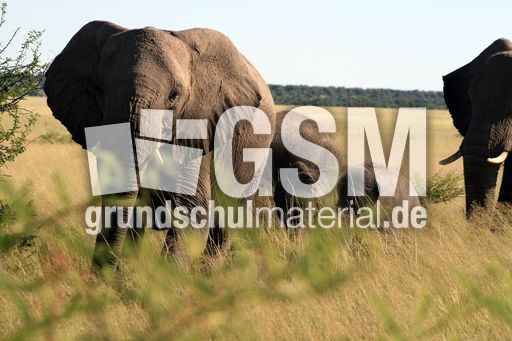 Afrikanischer_Elefant_20.JPG